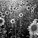 143 | sunflowers by Matilde B.