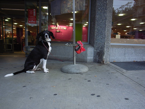 dog tied to post outside of store