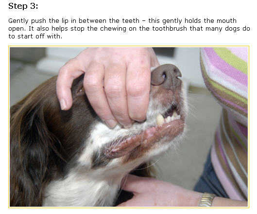 Các bước cơ bản đánh răng trên chó - bước 3.