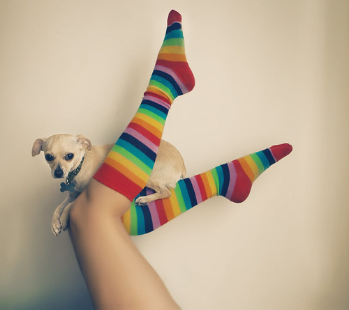day three hundred forty seven. rainbows and puppies.