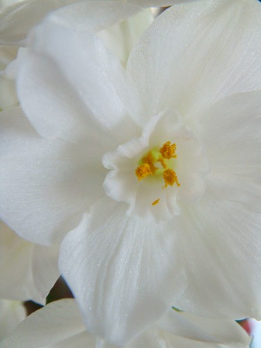 paperwhites in bloom