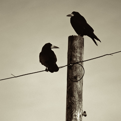 Like a bird on a wire by Dan Baillie