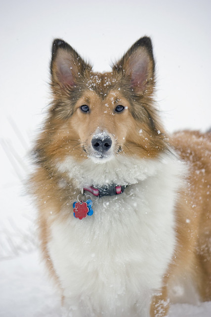 Sheltie in the Snow. Luna playing in the snow.