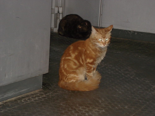 Red tabby at the train station