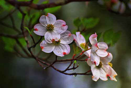 Dogwood+tree+flower