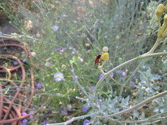 Desert Botanical Garden Bug