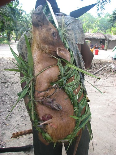 A forest pig being bought back to Katopa