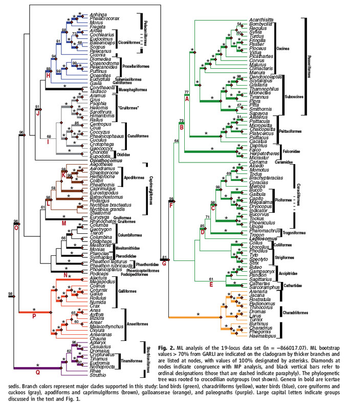 tree of life evolution. The phylogenetic tree was