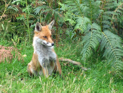 Knapdale fox