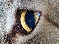 kitty eye close up