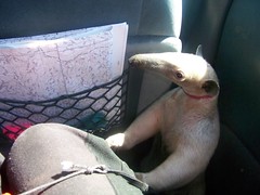 Little navigator