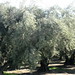 oliv-grove