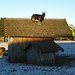 Zempow - la capra sul tetto