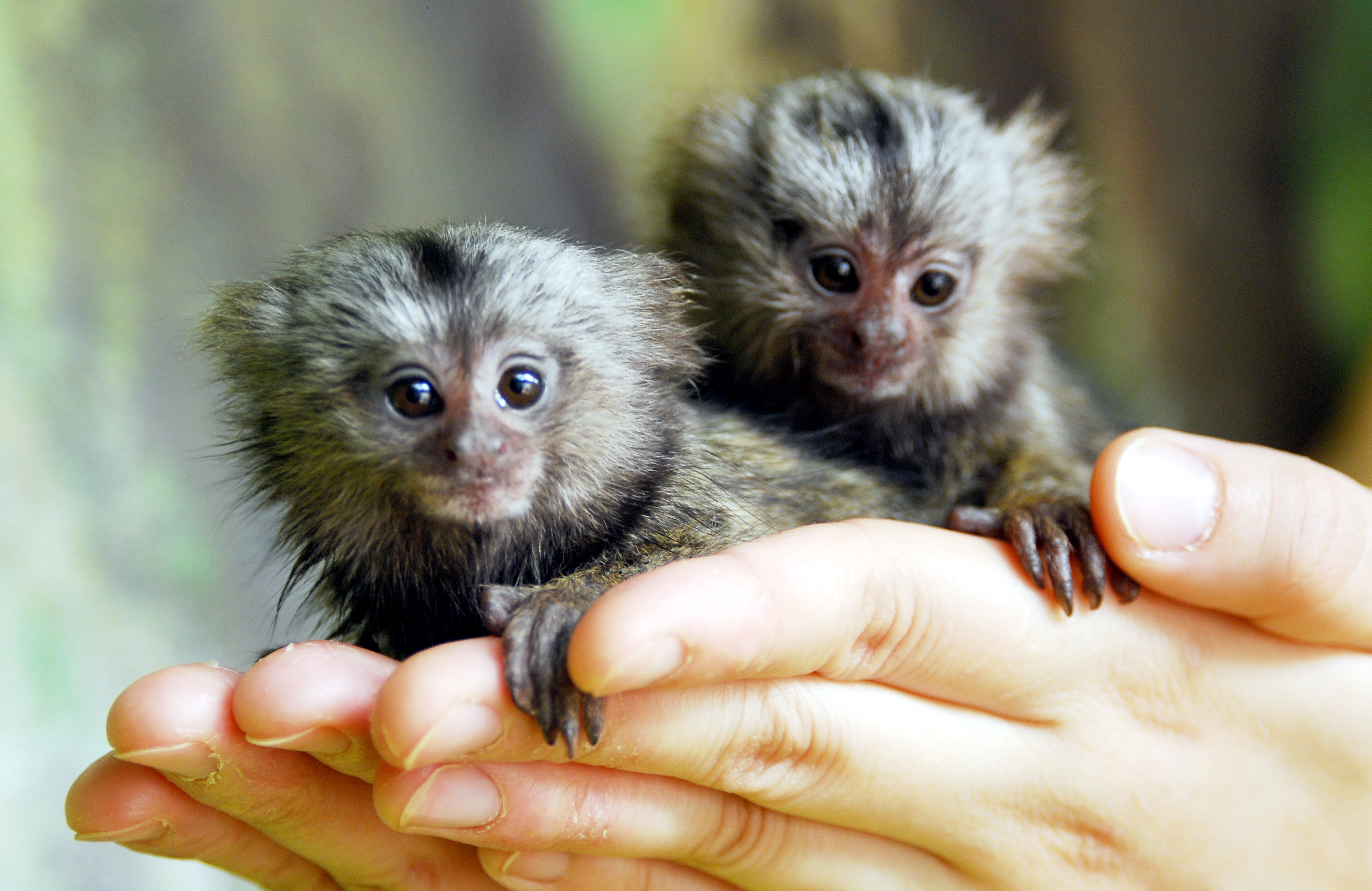 pygmy marmoset toy