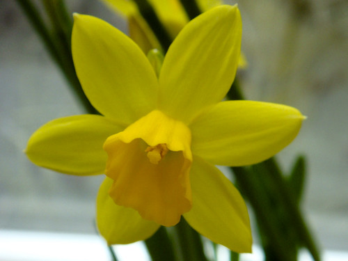 Narcissus cyclamineus 'Tête-à-tête'