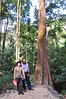 雙溪母樹林