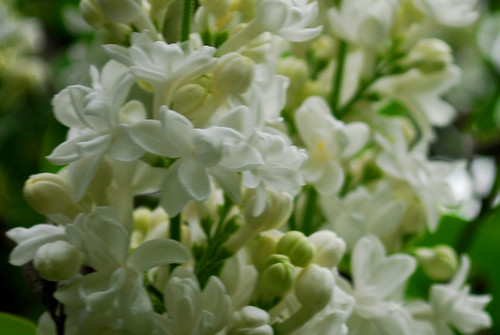 White Lilacs by Sandee4242
