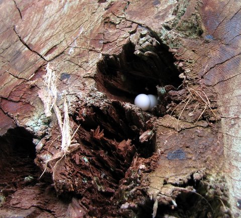 gecko eggs lalbagh 220308