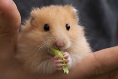 Eating Hamster