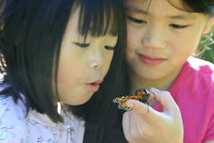 August 23rd - Third Monarch Butterfly Release