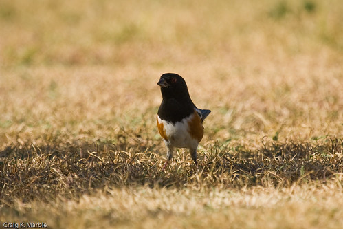 Spotted Towhee (2 of 2)