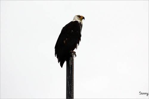 你拍攝的 23 Lake Naivasha - Fish Eagle。