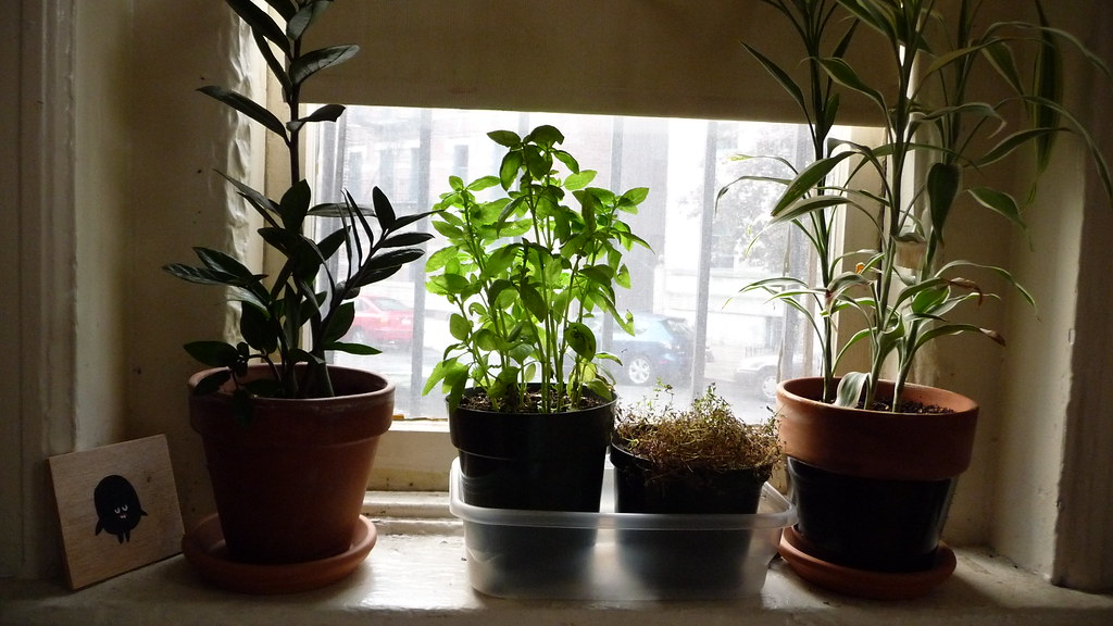Houseplants in the morning