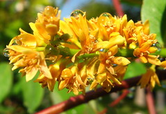 Correction: Tara, (Caesalpinia spinosa) Park C...