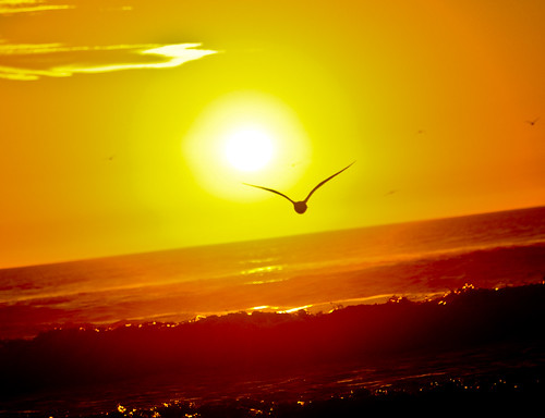 フリー画像|自然風景|海の風景|夕日/夕焼け/夕暮れ|水平線/地平線|カモメ|橙色/オレンジ|フリー素材|