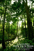 Thailand Forest