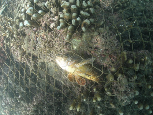 廢棄的魚網變成無形的殺手，無辜的魚兒枉死；圖片提供：中研院生物多樣性研究中心珊瑚礁演化生態與遺傳研究室
