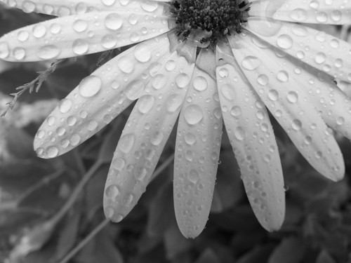  black and white daisy 
