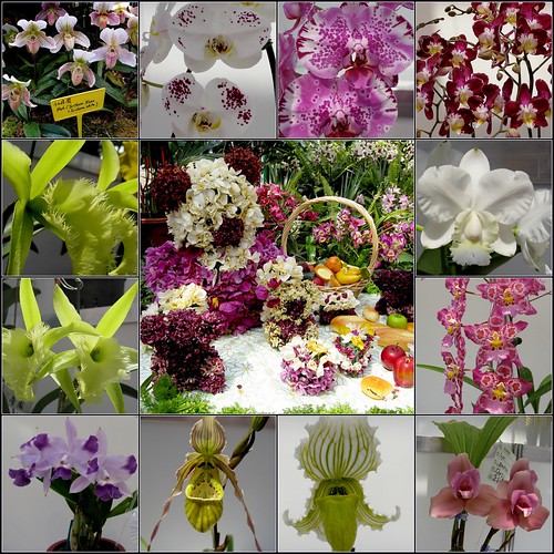 orchidshow