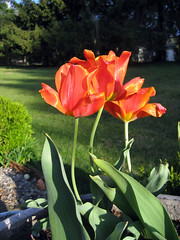 tulips spring 2008