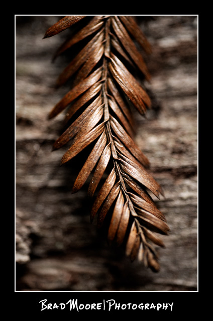 Redwoods_Leaf
