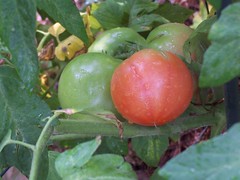 tomatoes ripening, 6/22