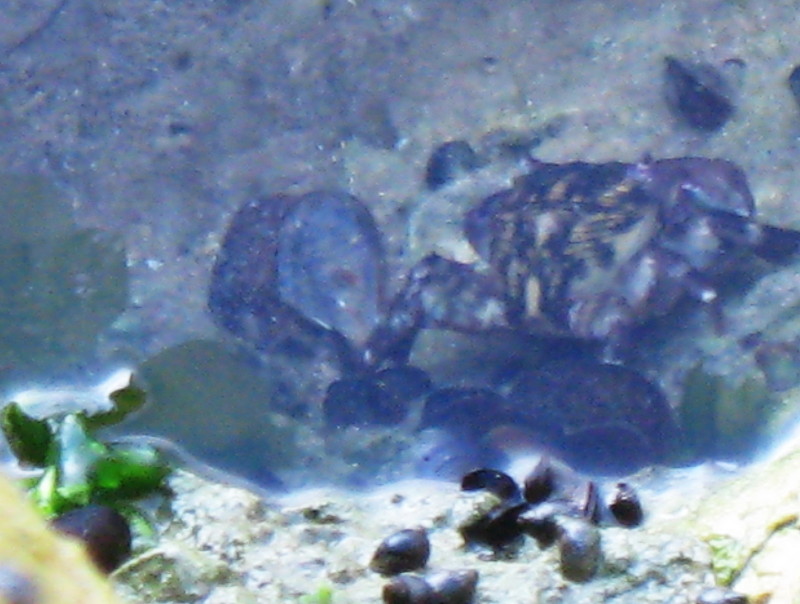 20-7-2008-crab