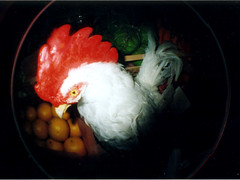 chicken / ニワトリ