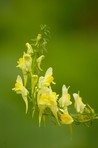 Linnaria vulgaris - Vlasbekje