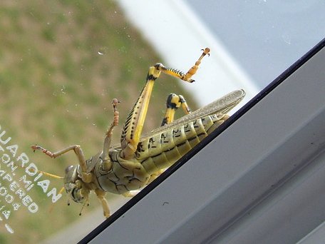 Big Bug!