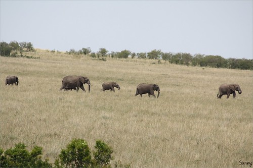 你拍攝的 54 Masai Mara - Elephant。
