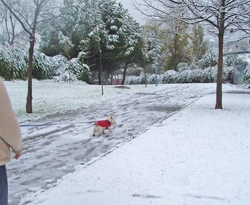 Paseando al perrón bajo la nieve