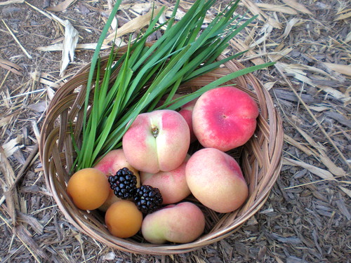 fruits and chives harvest