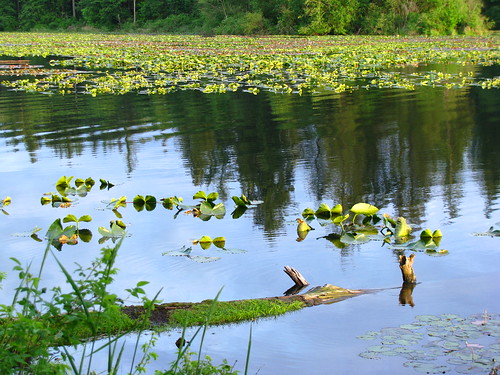 Lacamas Lake Lily Pads