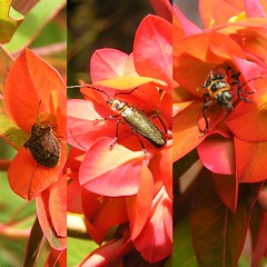 Insect triptych