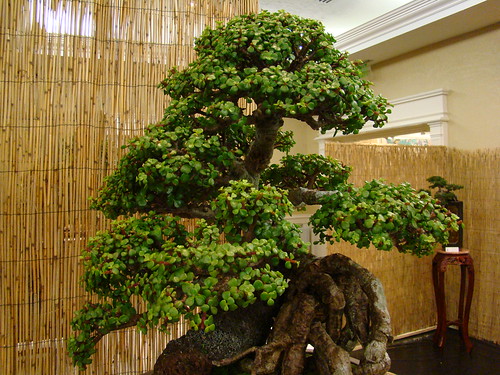 jade ... bonsai by wil j.