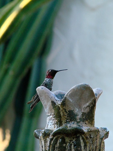 hummingbird giving me the eye