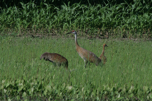 Sandhill Crane {Grus canadensis} With Young