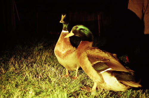 Ducks - The Coop
