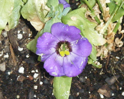 Purple Lisianthus bloom